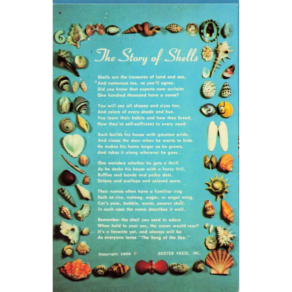 Vintage 1956 The Story of Shells Postcard Dexter Press Ernest Ferguson JB810